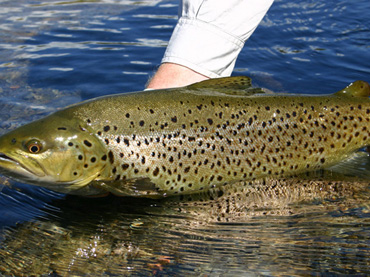 Fishing
